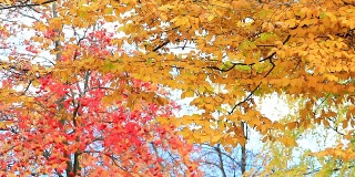 秋天红色的枫叶，背景是黄色的树叶