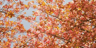 阿姆斯特丹许多美丽的日本樱花树在春天开花