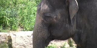 大象在树荫下放松(高清)