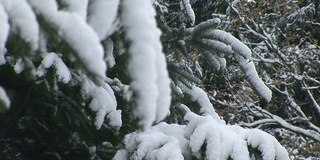 冬天松树在下雪。