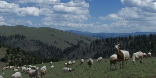 西藏山区的绵羊
