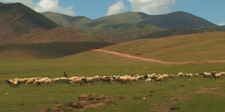 西藏山区的绵羊