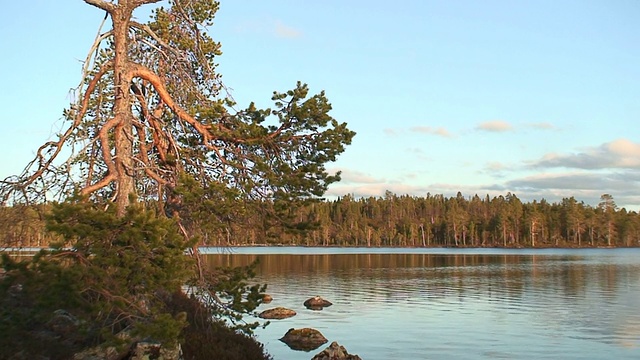 日落时分芬兰拉普兰的松树
