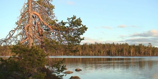 日落时分芬兰拉普兰的松树