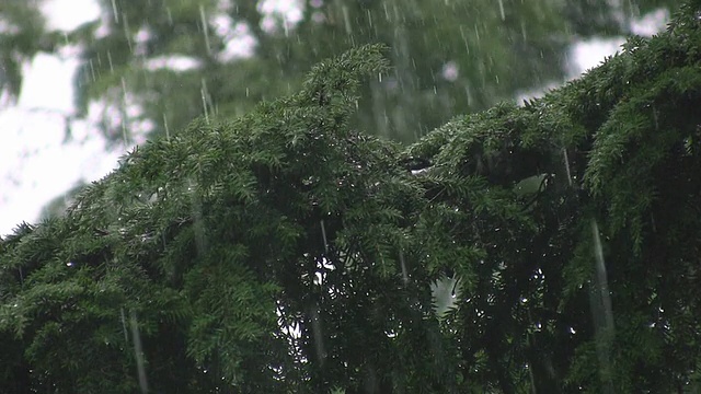 倾盆大雨落在针叶树上。伟大的雨的声音!