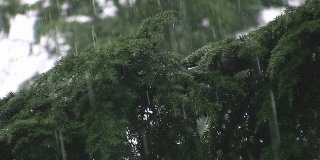 倾盆大雨落在针叶树上。伟大的雨的声音!