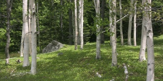 缅因州的白桦树-高清