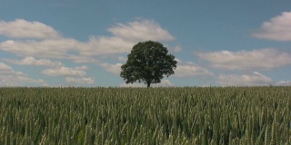 麦田里的一棵孤独的树