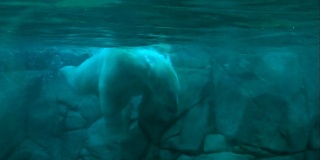 北极熊在水下游泳