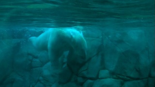 北极熊在水下游泳视频素材模板下载