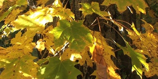 Autumn Foliage in Vermont