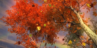 缤纷的秋天秋树落叶雨风暴彩虹循环