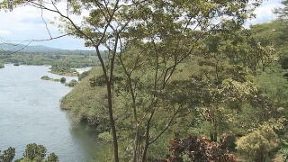 尼罗河的源头，乌干达，潘视频素材模板下载