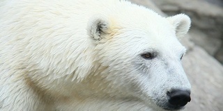 polarbear