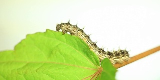 Painted Lady Butterfly Caterpillar