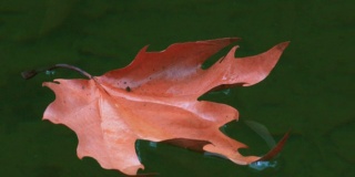 枯干的枫叶漂浮在池塘小溪，秋天。