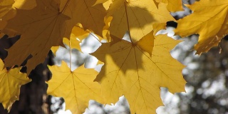 秋天黄色的树叶。