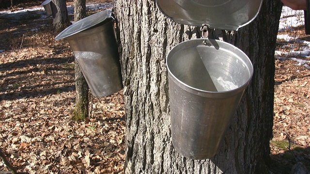 枫树液桶