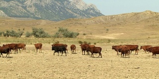牛在田野