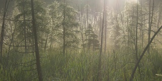 沼泽森林中的晨雾。两个镜头。