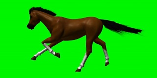 马跑绿色屏幕HD1080