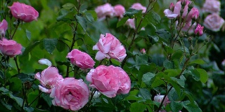 露珠玫瑰