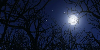 冬夜月光