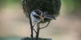 饥饿的鸟吃粉虫