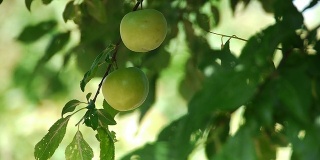 新鲜的青梅果实挂在农家乐树上生长