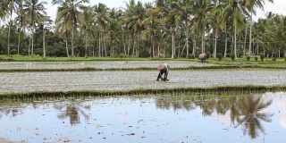 在稻田里劳作的印尼农民