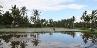 在稻田里劳作的印尼农民