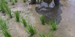 泰国清莱种植水稻