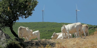 发电厂和牛的风车农场(系列)