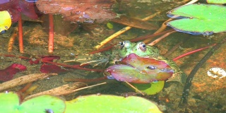 一只被漂浮的树叶包围的小青蛙