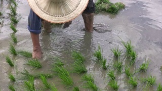 泰国清莱种植水稻。视频素材模板下载