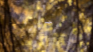 秋叶倒映在江面上视频素材模板下载