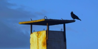 乌鸦坐在烟囱上