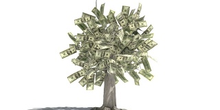 树越来越多的钱