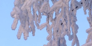 树，雪和蓝天