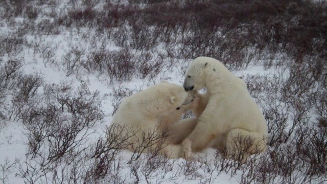 北极熊拳击-慢动作