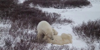 北极熊拳击-慢动作