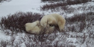 北极熊拳击