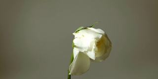 垂死的白玫瑰与阿尔法通道