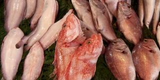 伊斯坦布尔市场上的几种鱼