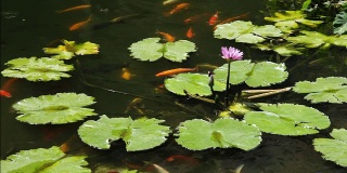 在紫色莲花下游泳的锦鲤第一部分