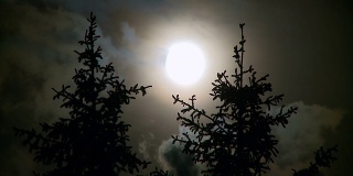夜晚有满月和松树