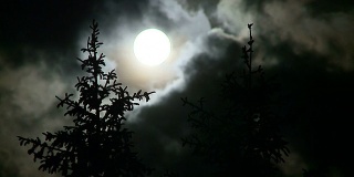 夜晚有满月和松树