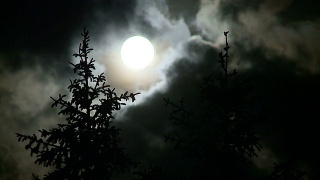 夜晚有满月和松树视频素材模板下载