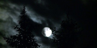 Full moon and pines at night