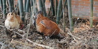中国农村的鸡
